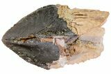 Rooted Triceratops Tooth - South Dakota #73875-1